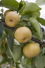 Pear Local - नाशपाती