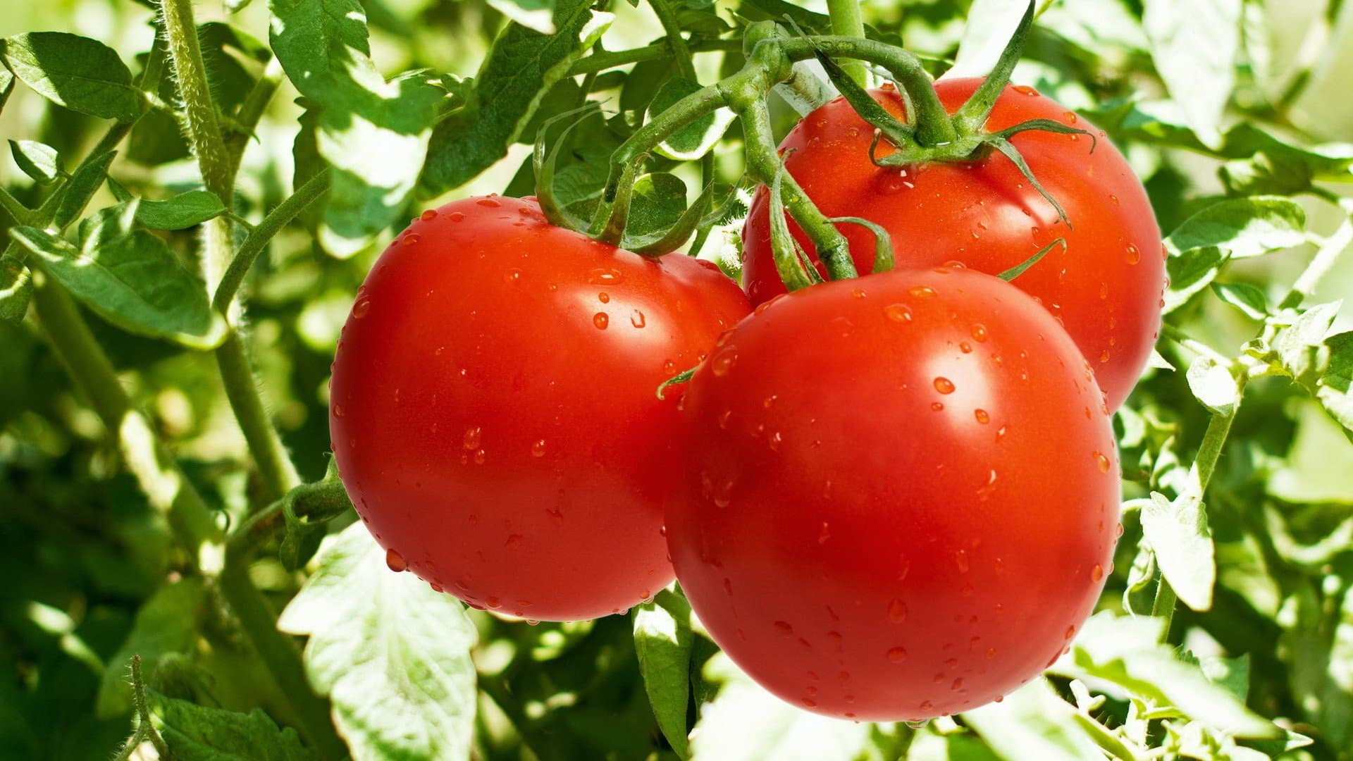 Tomato 1 kg - गोलभेडा एक केजी