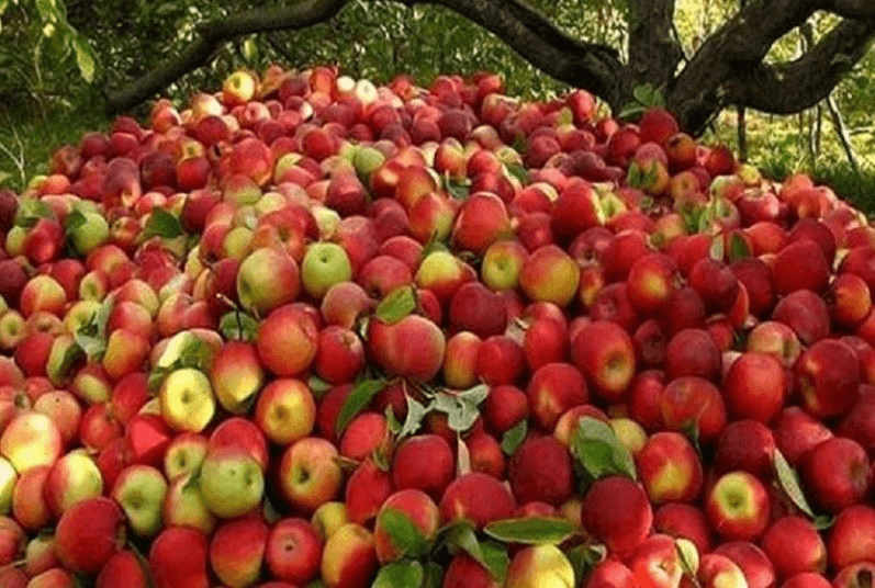 jumla apple