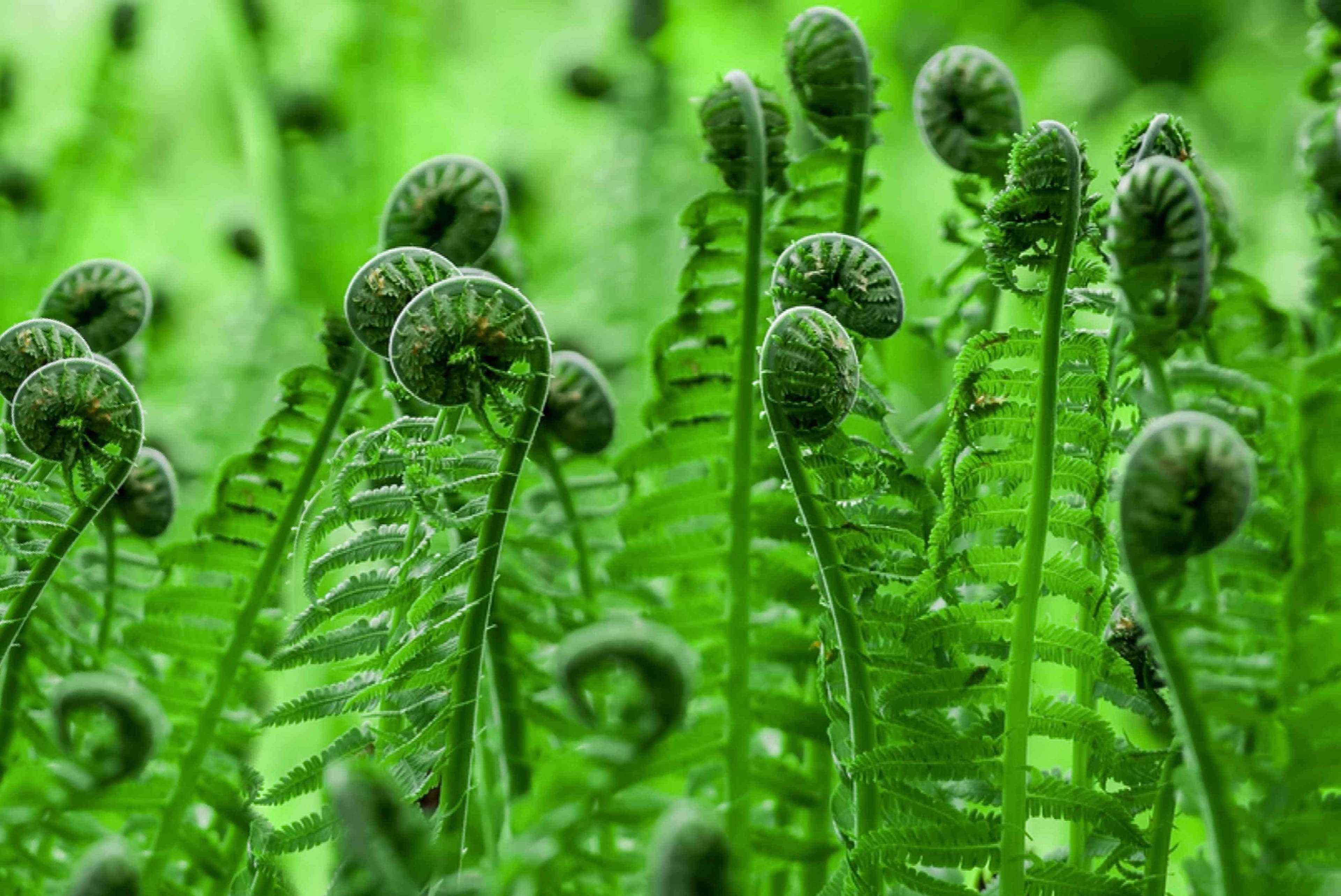 fiddlehead masino 1 muttha - निउरो मसिनो एक मुठ्ठा